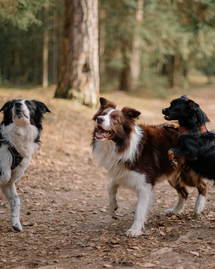 balade educative collective