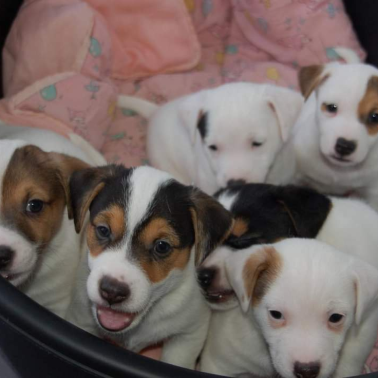 accueil du chiot services