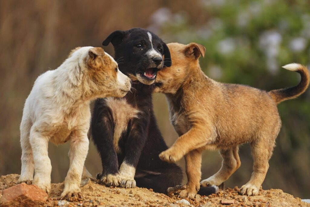 balades sorties découvertes chiots
